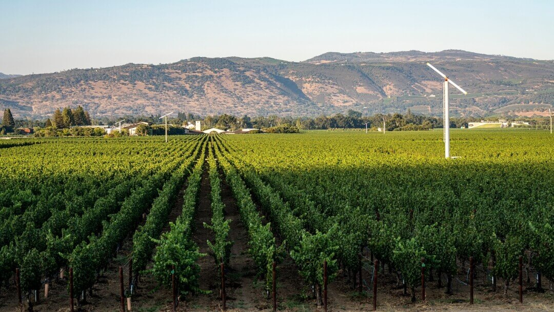 Discovering the Oakville American Viticultural Area