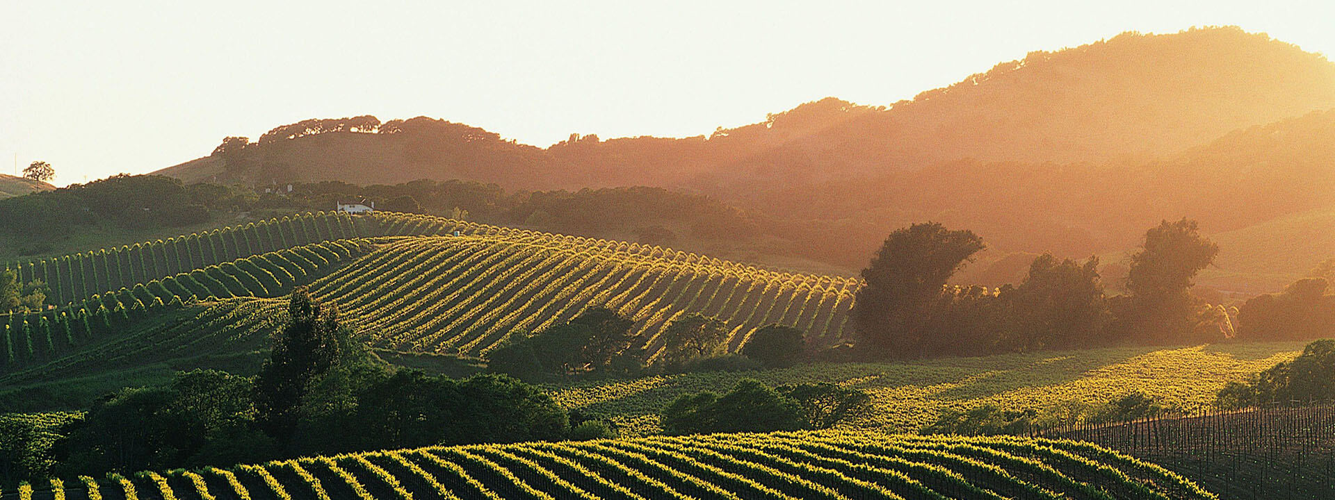 Napa Valley Winemakers